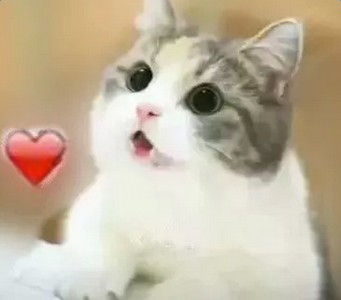 1634778331551582.jpg 1533094127057fd640c4bb8.jpg